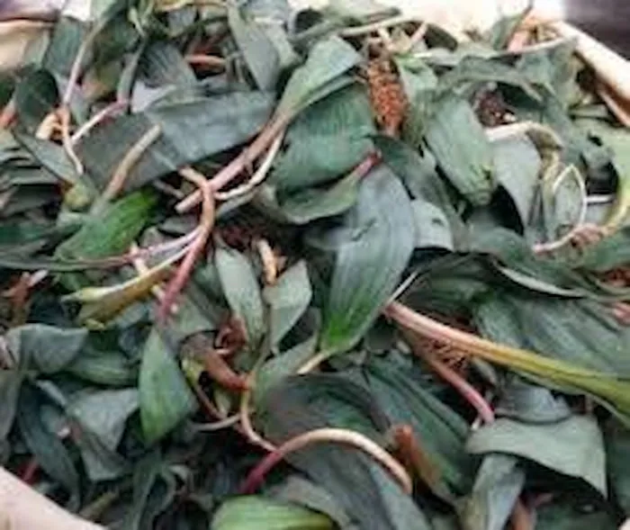 قیمت و خرید گیاه دارویی بسر + فروش ارزان