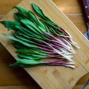 قیمت و خرید گیاه دارویی بسر + فروش ارزان