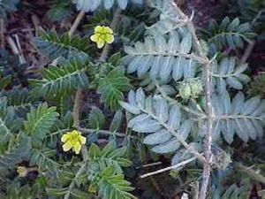 قیمت خرید گیاه دارویی عنبربو + خواص، معایب و مزایا