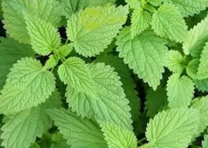 معرفی گیاه دارویی گزنه + بهترین قیمت خرید