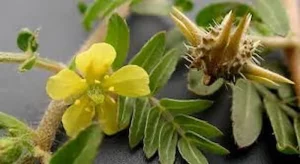 قیمت خرید گیاه دارویی خارخاسک + راهنمای استفاده