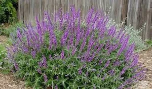 خرید گیاه دارویی مریم گلی با قیمت استثنایی